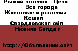 Рыжий котенок › Цена ­ 1 - Все города Животные и растения » Кошки   . Свердловская обл.,Нижняя Салда г.